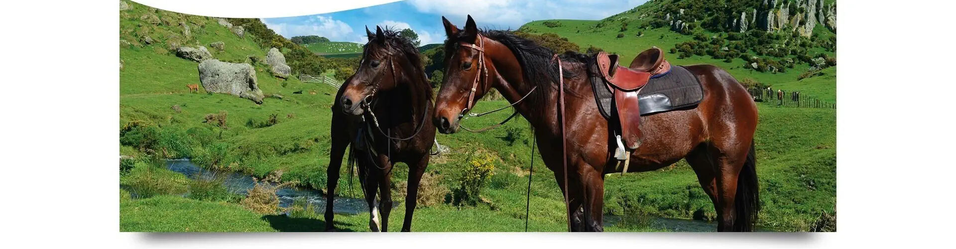 Stone Hill Farm Horse Trekking Adventure