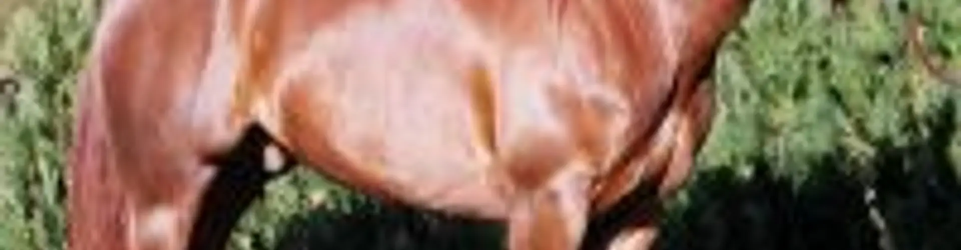 Art Quarter Horse