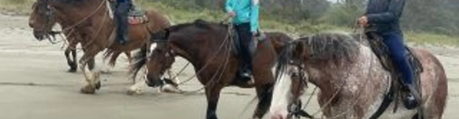 Hack'n Stay Golden Bay, Beach Horse Riding, Camping, Accommodation