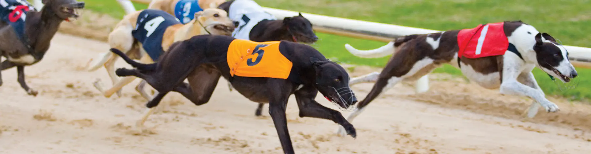 Youghal Greyhound Racing Company Limited