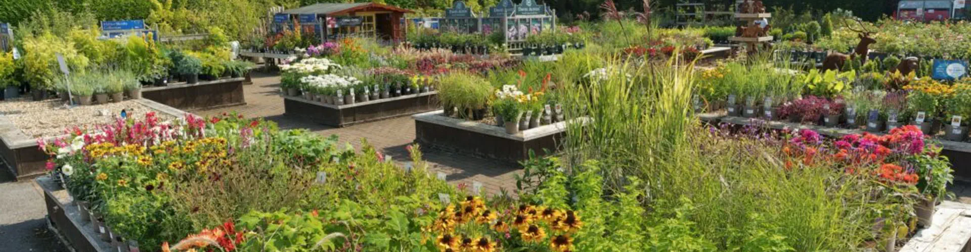 Hillier Garden Centre Cheddar