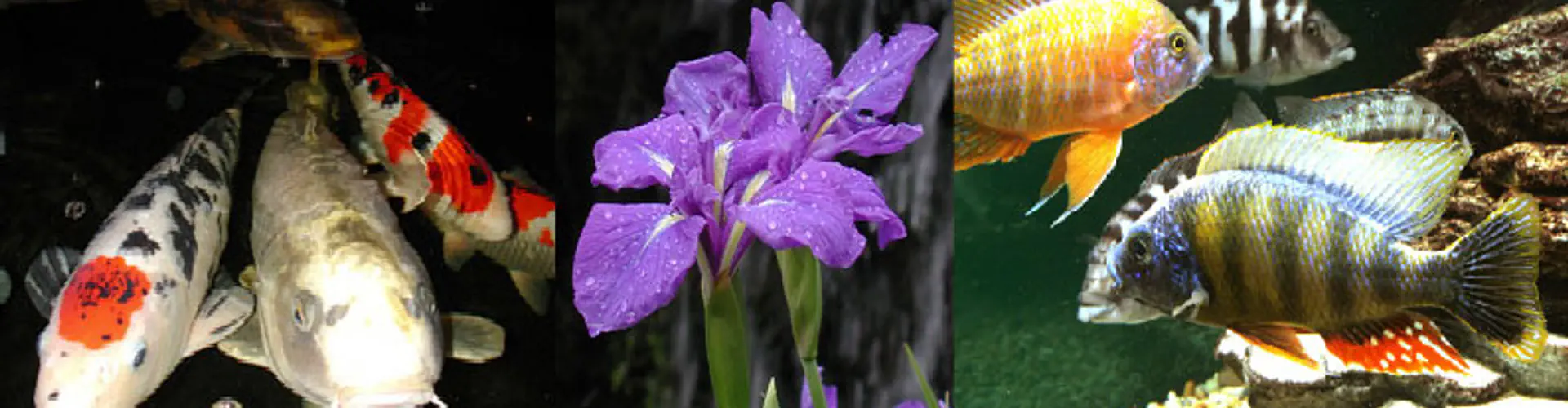 Wildwoods Water Garden Centre (Part of The World of Water Group)