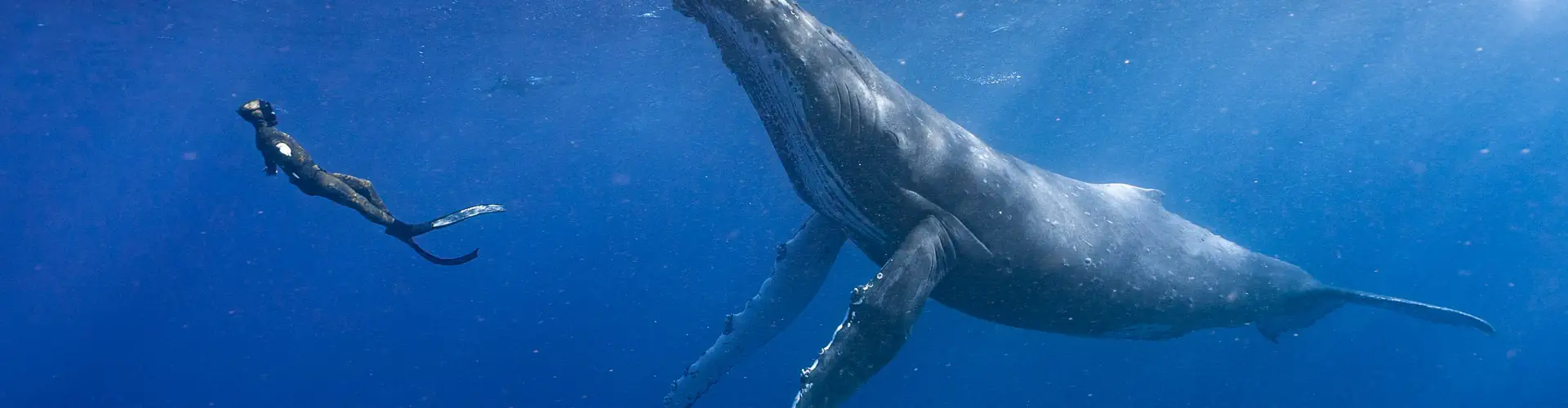 Tonga Whale Trip