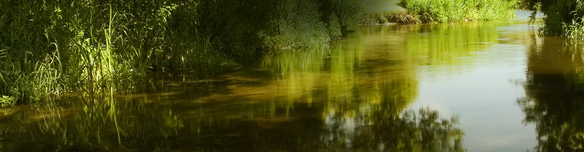 Bintry Mill Trout Fishery