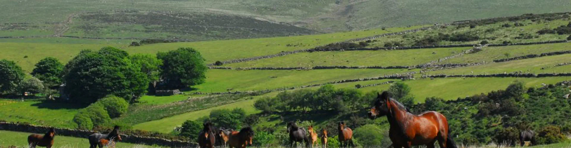 DARTMOOR PONY SOCIETY