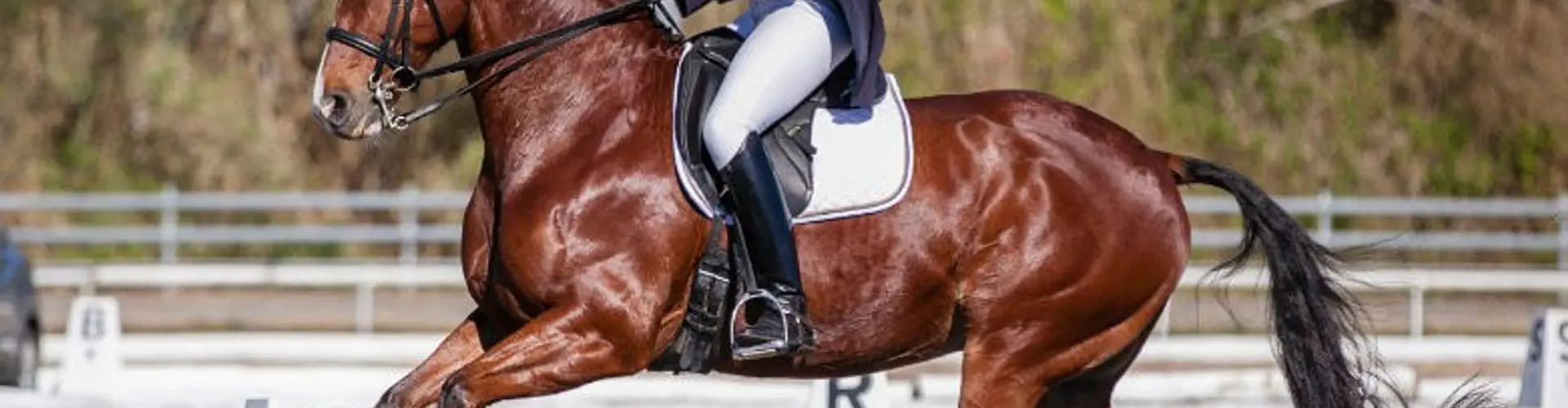 Manning Valley Dressage and Hack Club