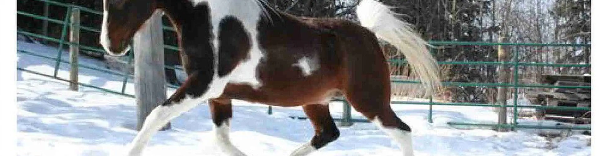 Chevaux du Causse - Randonnées équestres, Elevage Pintabian