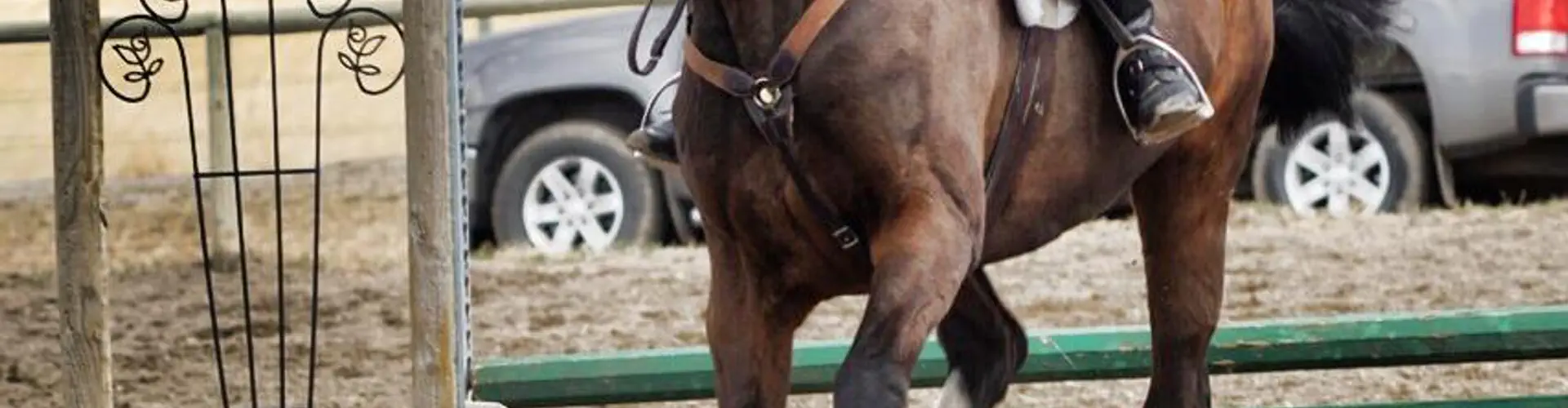 Willow Grove Stables