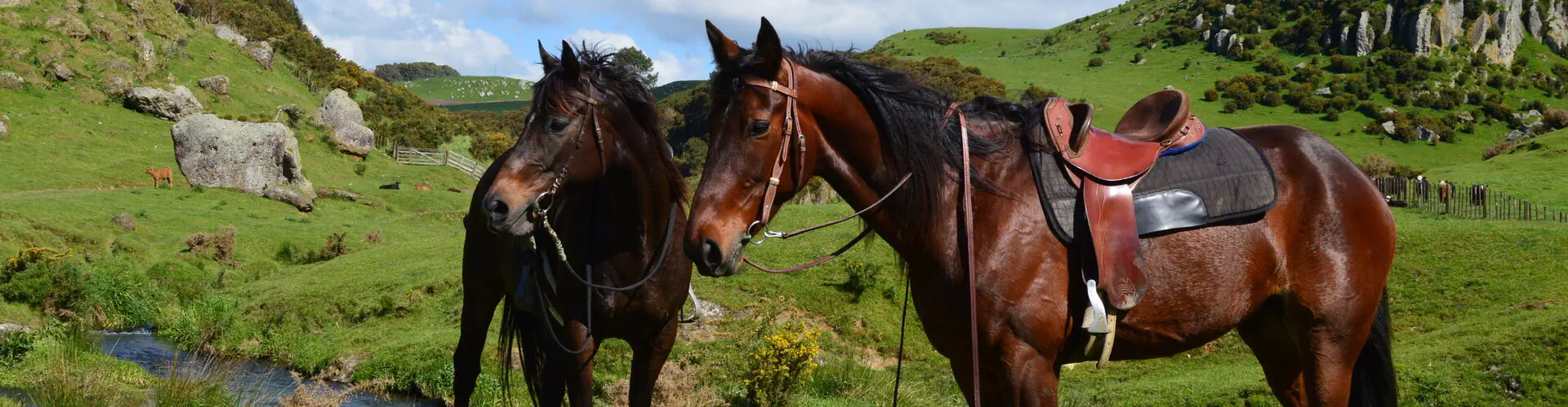 Horse Riding at Stone Hill