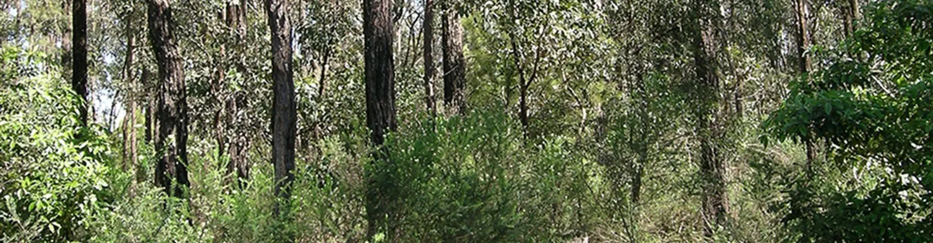 Smalls Creek Walkway
