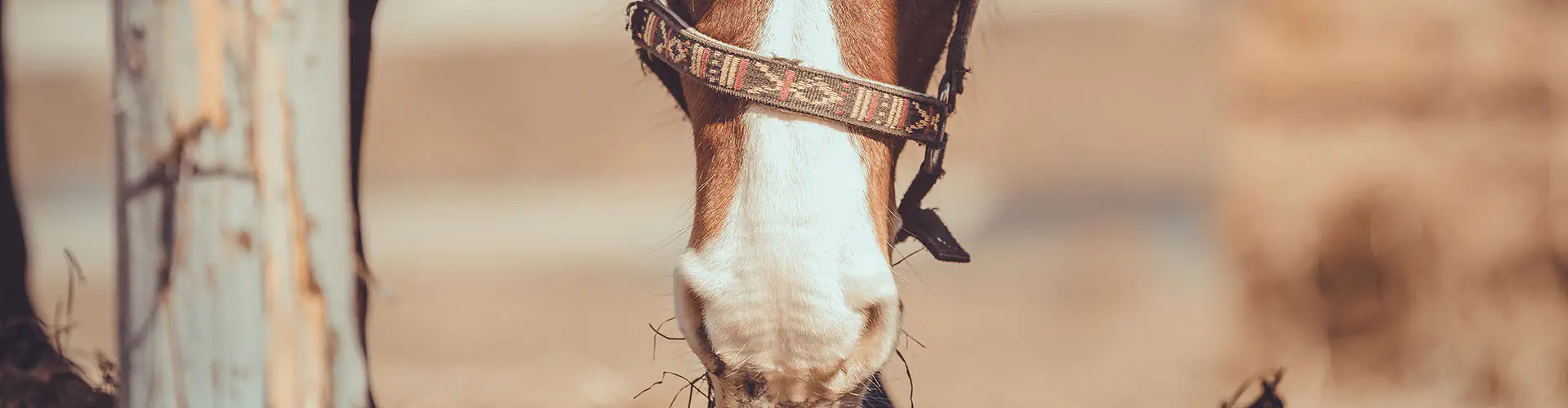Saint Baudile Equitation