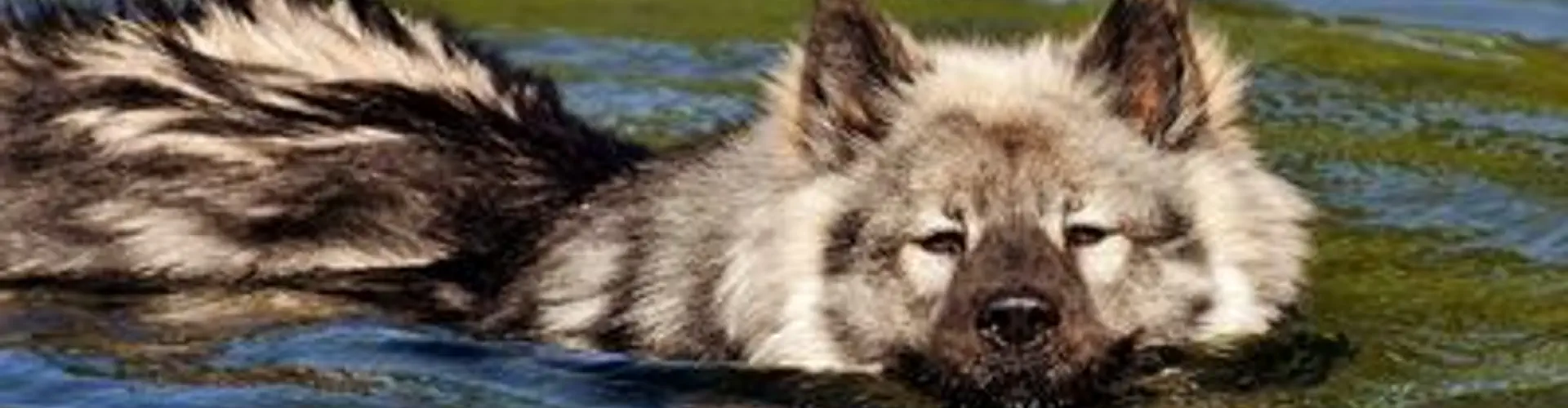 Blue Springs Animal Rehabilitation Center