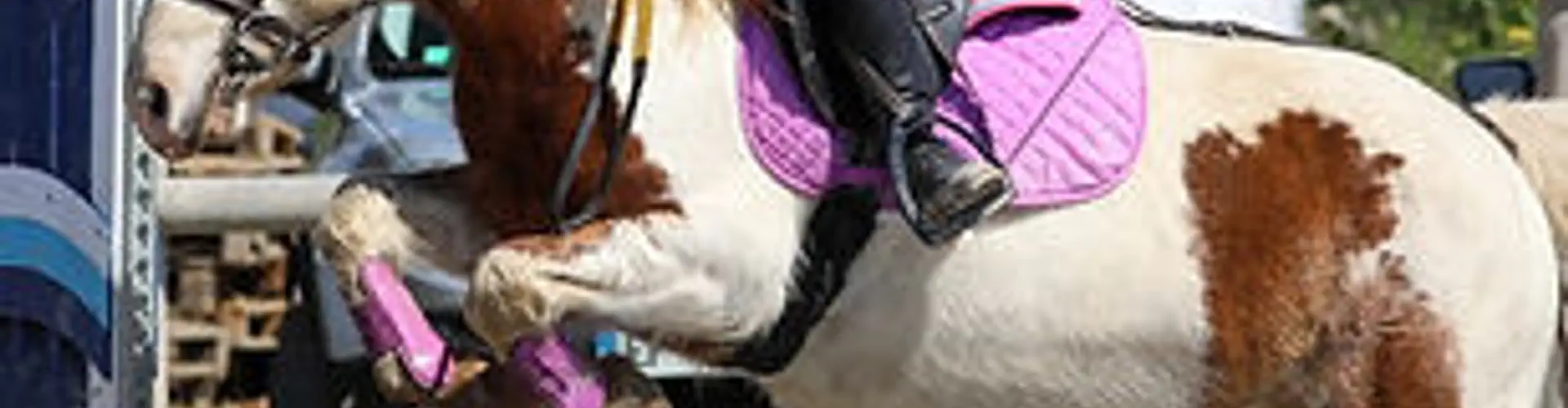 Ajaccio Riding Aiacciu Equitazioni