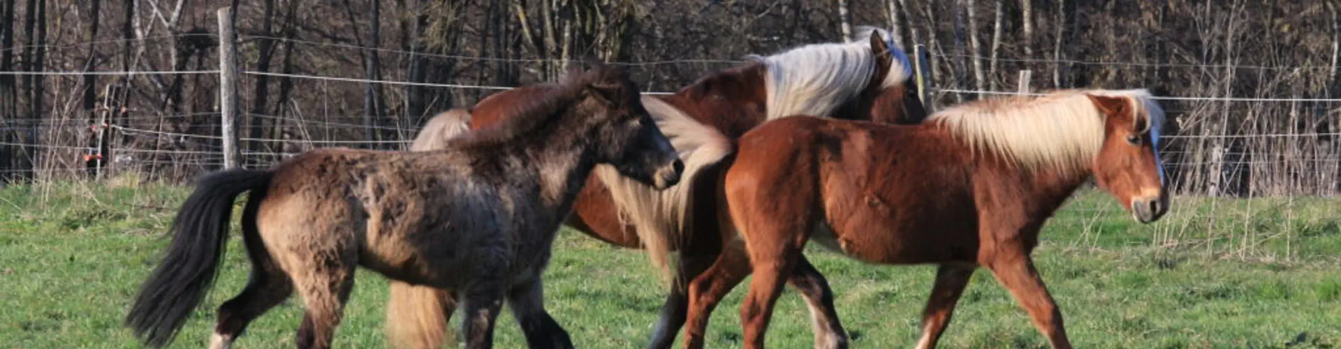 Pony Club De Chavanod