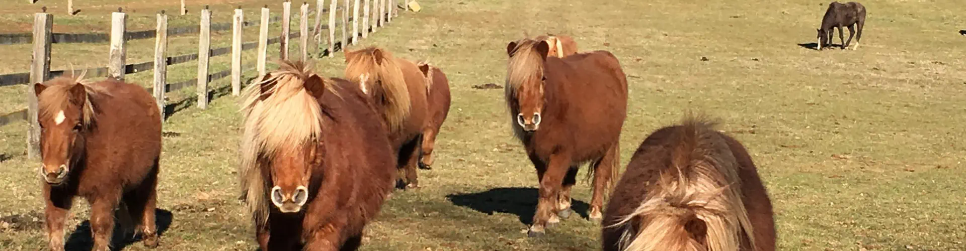 Shetland De Garrigous - Poneys Shetlands
