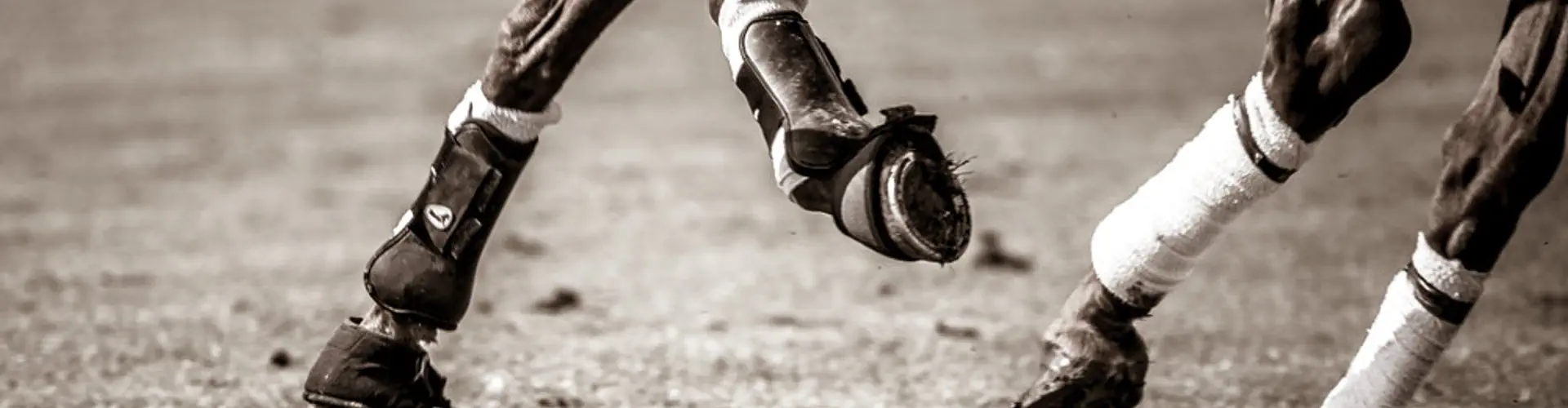 Moor Hall Farm Polo Club