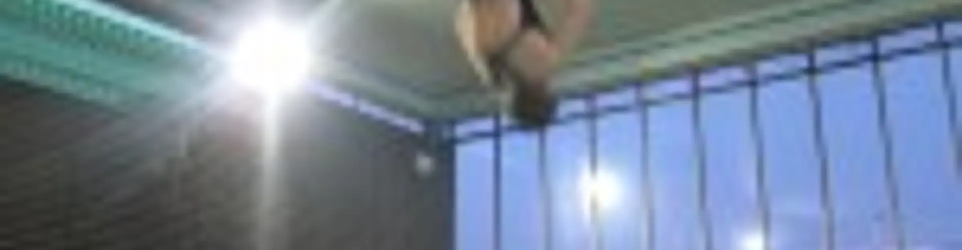 Highgate Diving Club