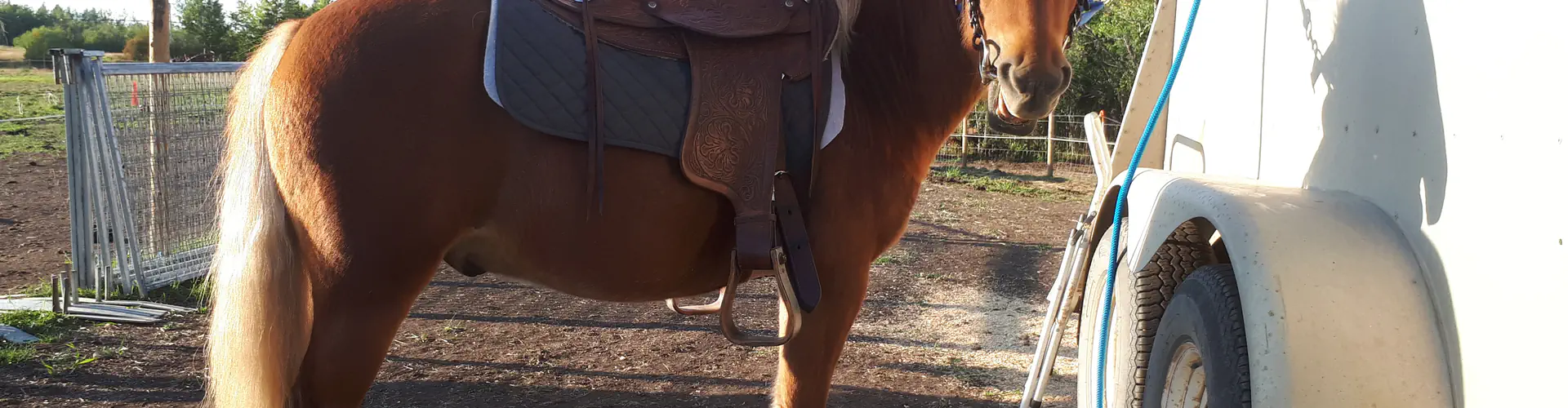 Excalibur Sport Horses