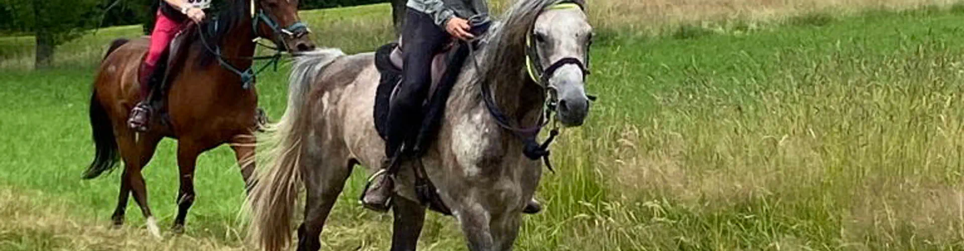 Randonnée endurance jeunes chevaux dans les Vosges