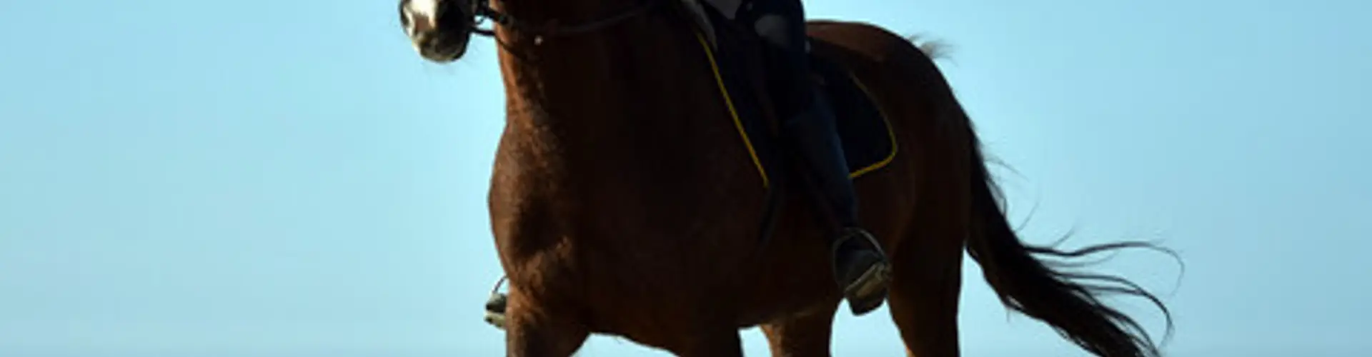 Les Ecuries du Haras Saint Georges