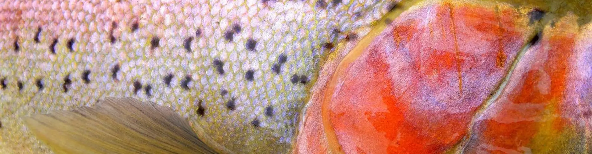 Credit River Anglers Association