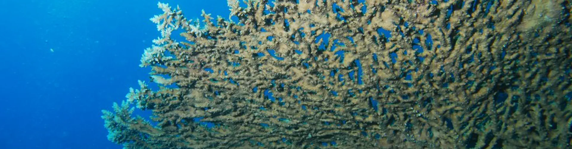 Voyage de plongée en Sardaigne avec le club Entre 2 Eaux