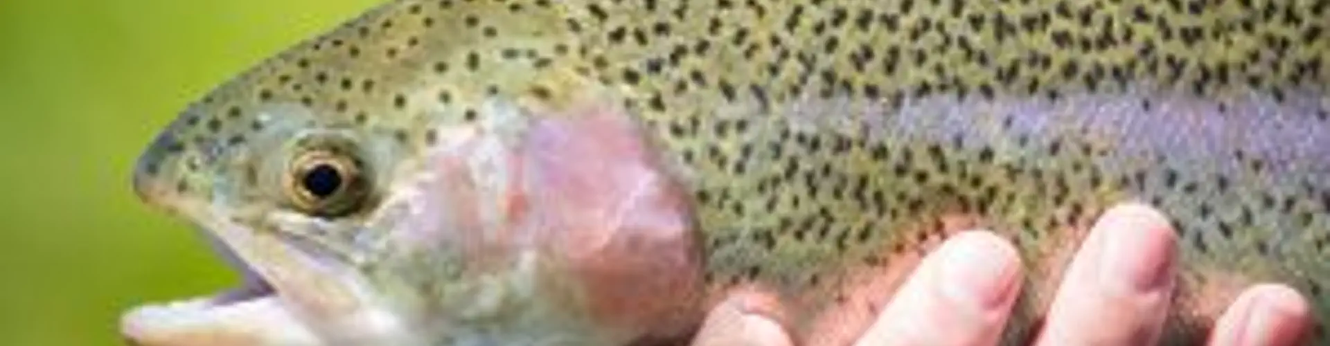 Lockwood Beck Coarse Fishery