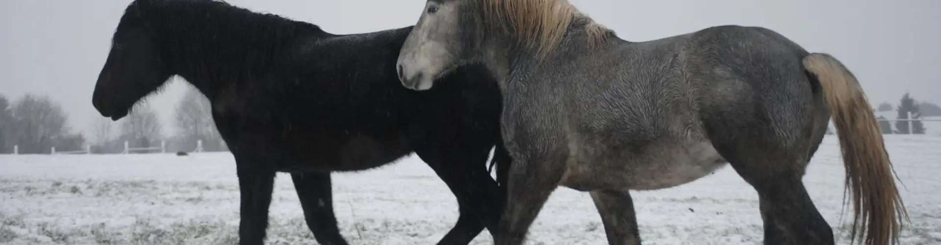 Earl Gesbert Livestock D'egée / Horses Percherons