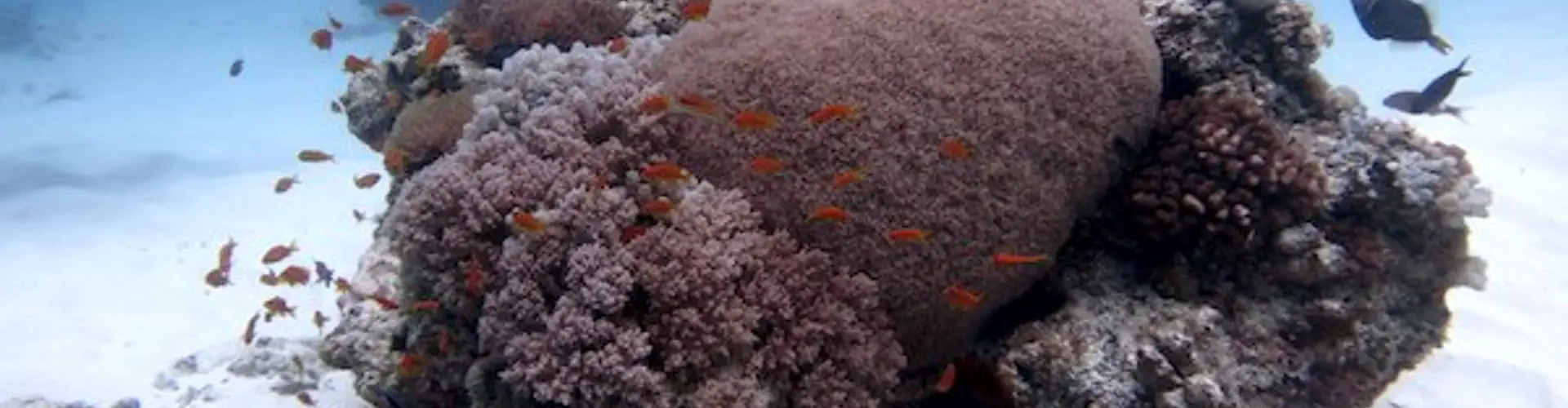 NexDive