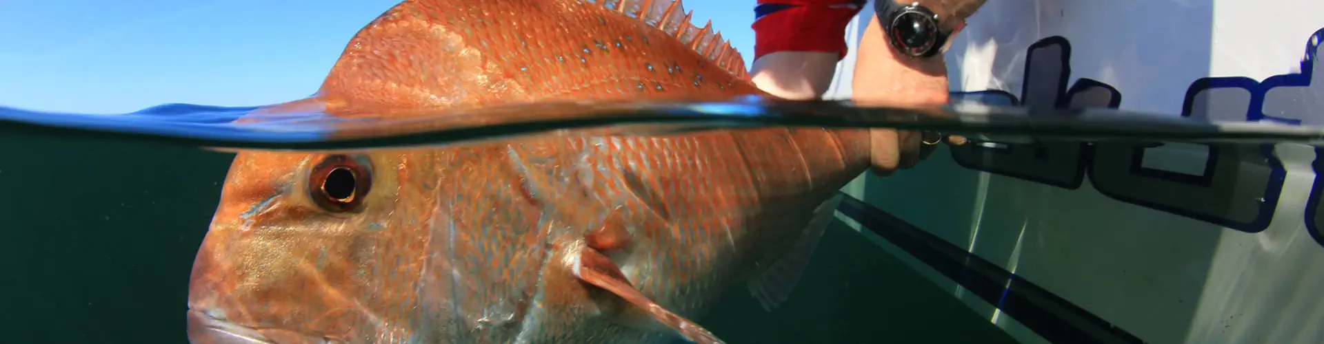 VR FISH