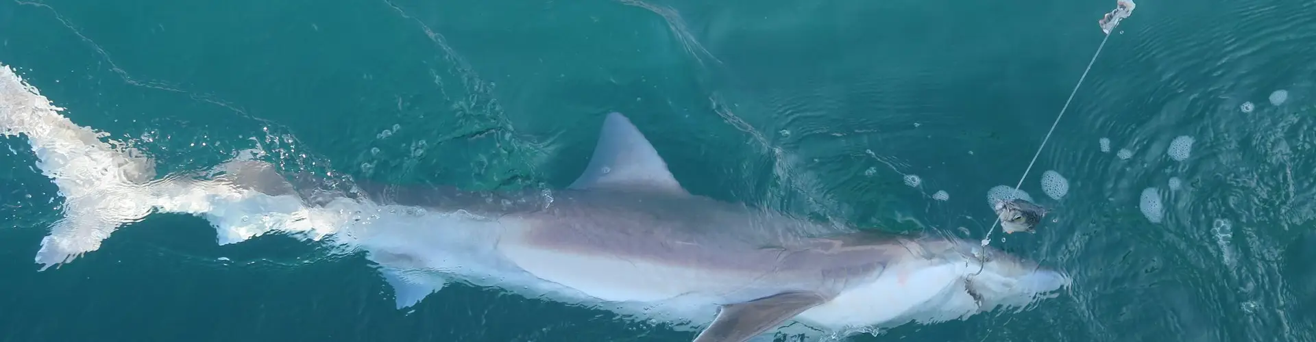 Fishing Trips & Deep Sea Charters in Poole, Dorset