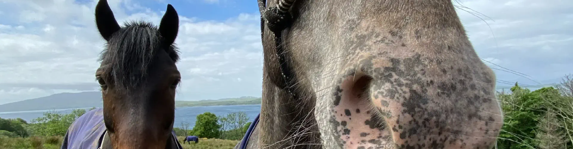 Lunga Riding Stables