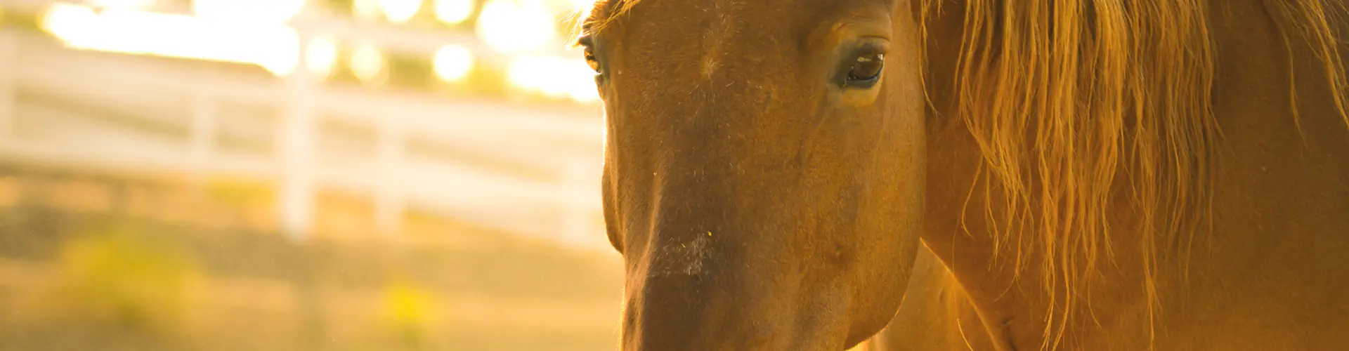 RIDEZ Equestrian Centre and Rescue