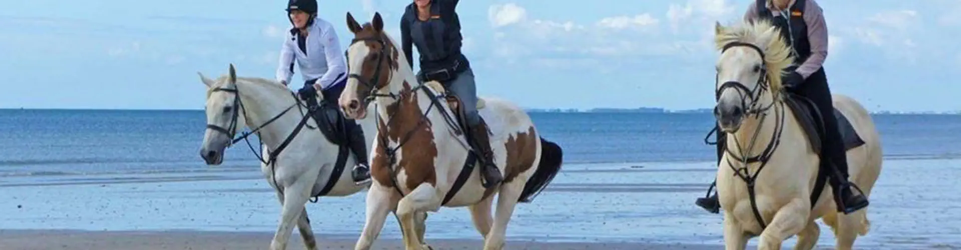 Sussex Hunter Hirelings & Sales