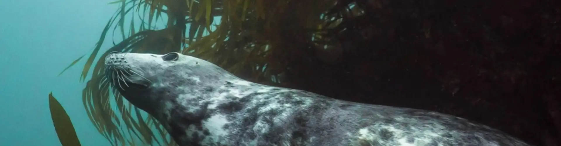 Seal Encounter Dive Trips