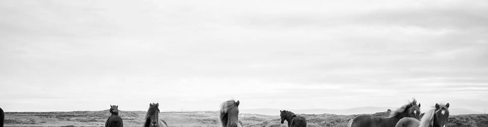 Baylands Equestrian Centre