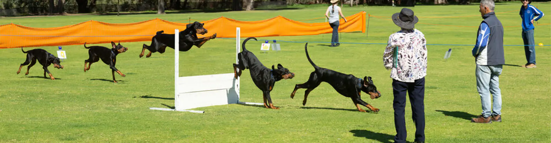 Puppy Classes
