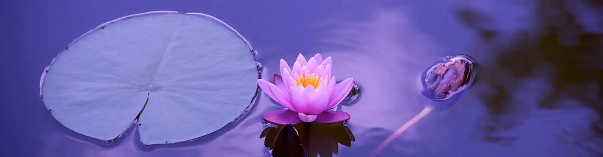 Yoga Sadhana Vosges - Gérardmer - Murielle Colin