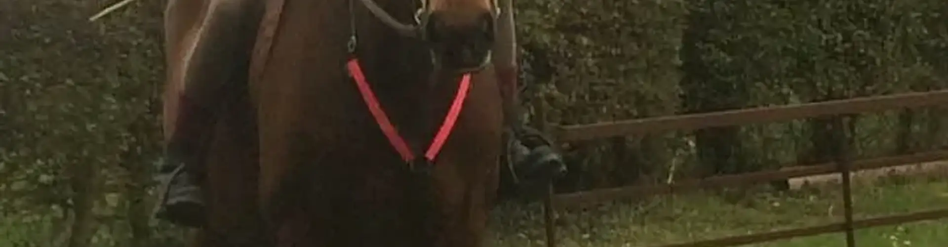 Horse Riding
