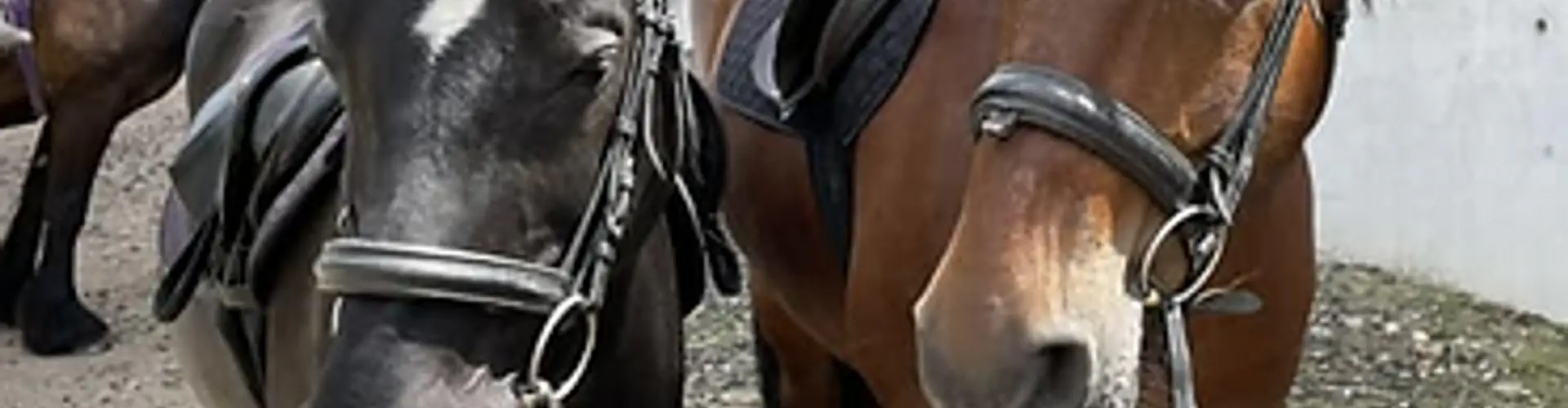Inadown Farm Livery Stables