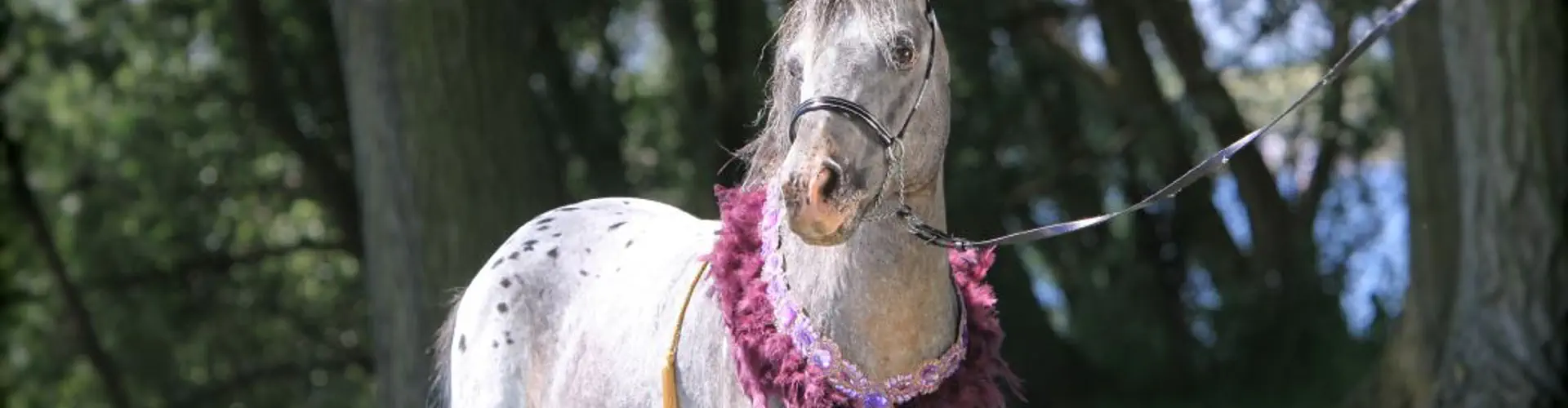 Mini Horse Sales Ltd