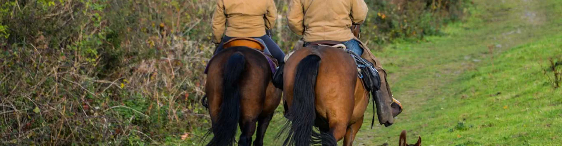 Dartmoor Trails Horseback Riding Experience