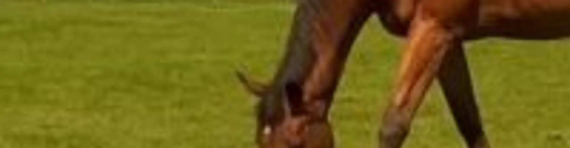 Rein & Shine Equestrian Centre