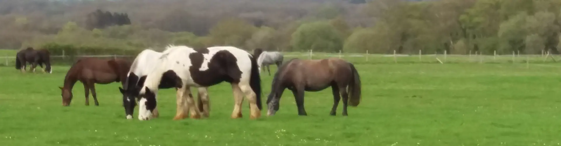 Lulworth Equestrian Centre