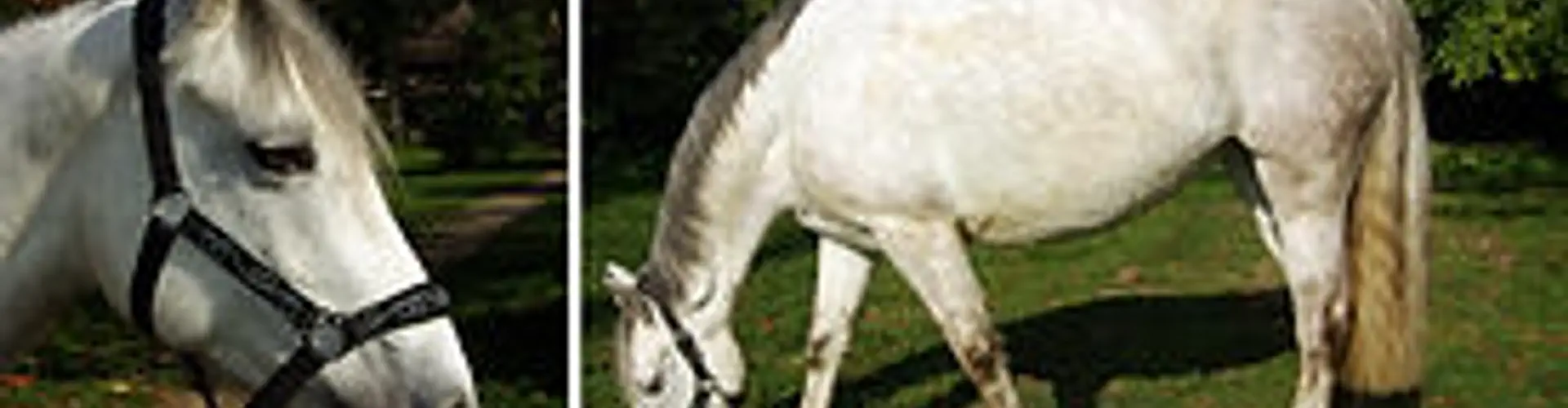 Equine Society Veterinary School of Alfort