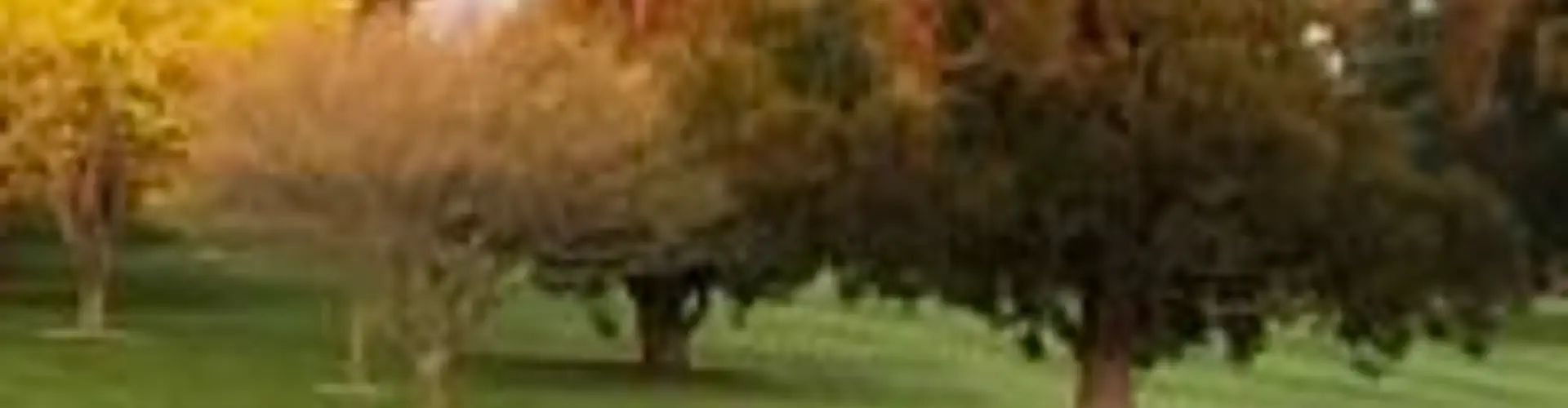 Morrinsville Golf Club Inc