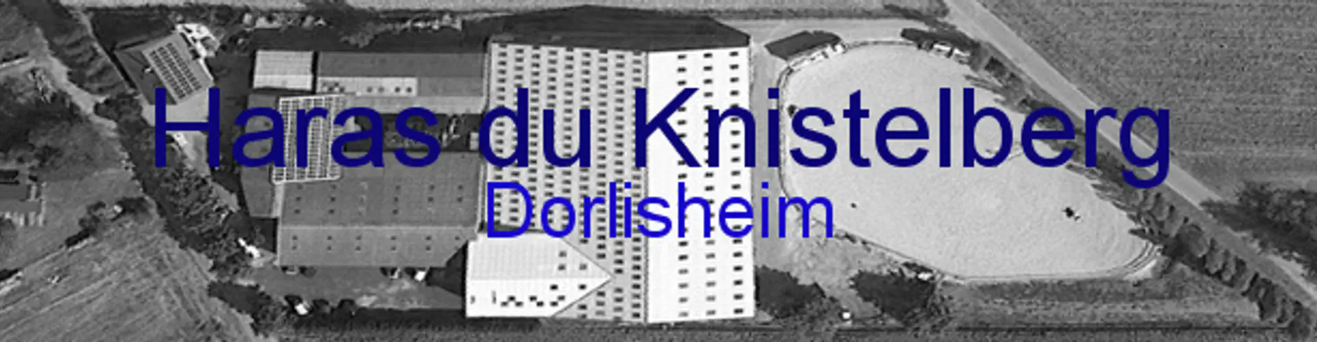 Stud Du Knistelberg