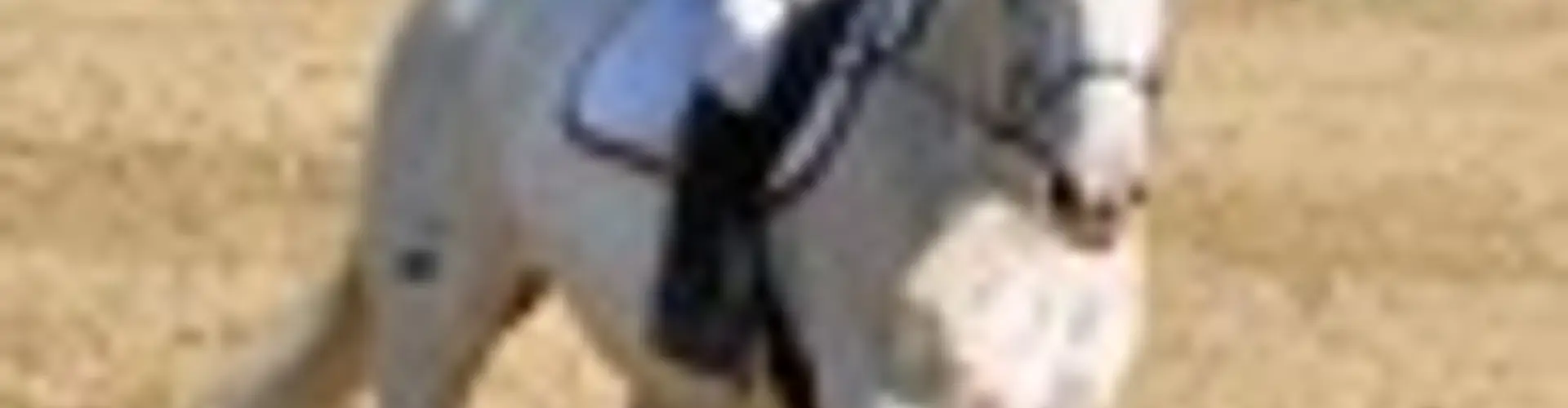 PONEY CLUB ATOUT CRIN