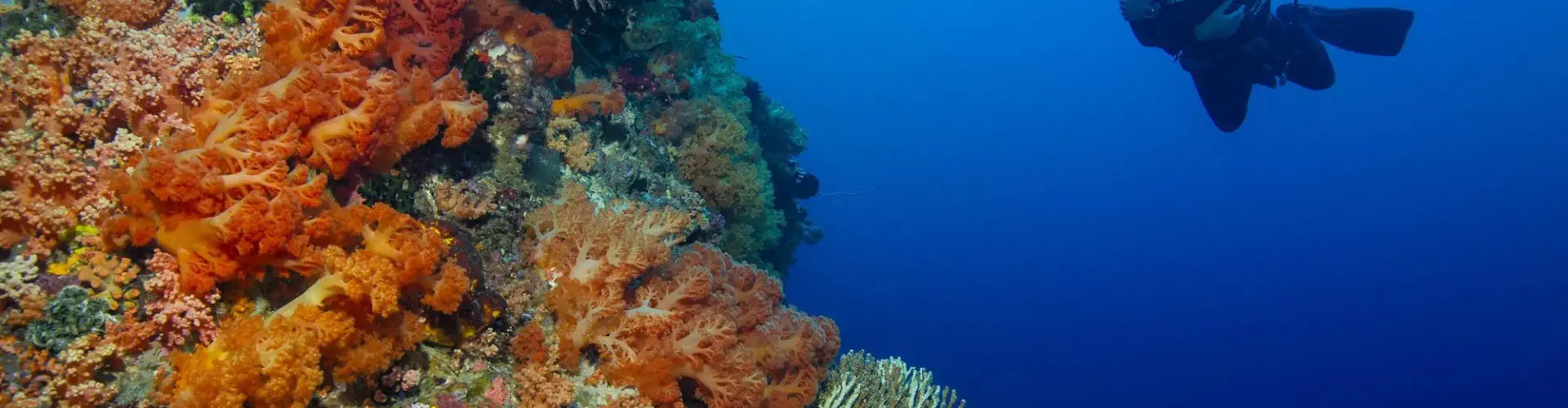 Gill Divers