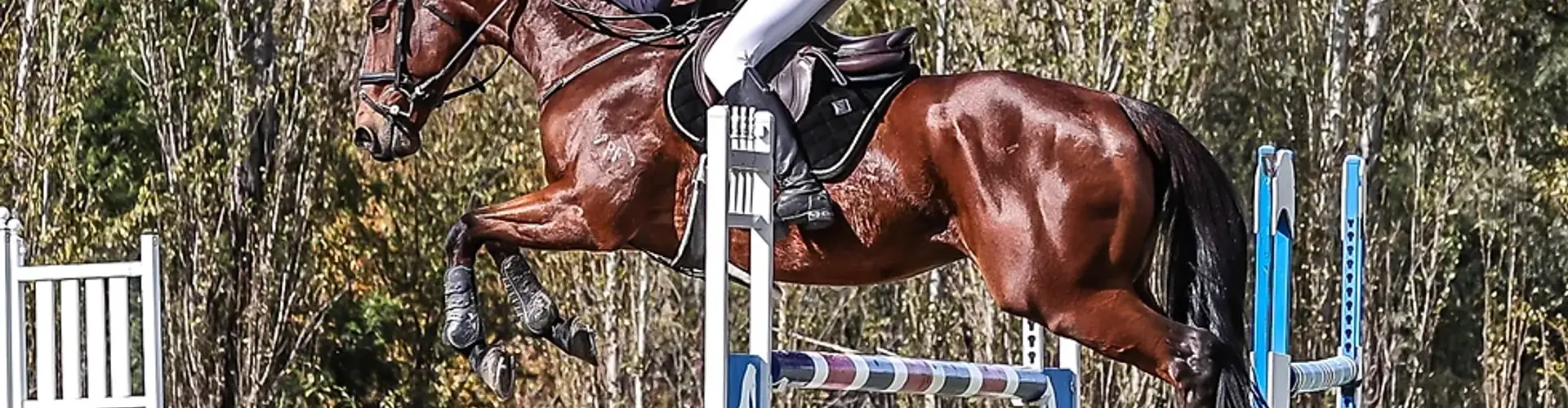 Horse Riding Camps and Clinics